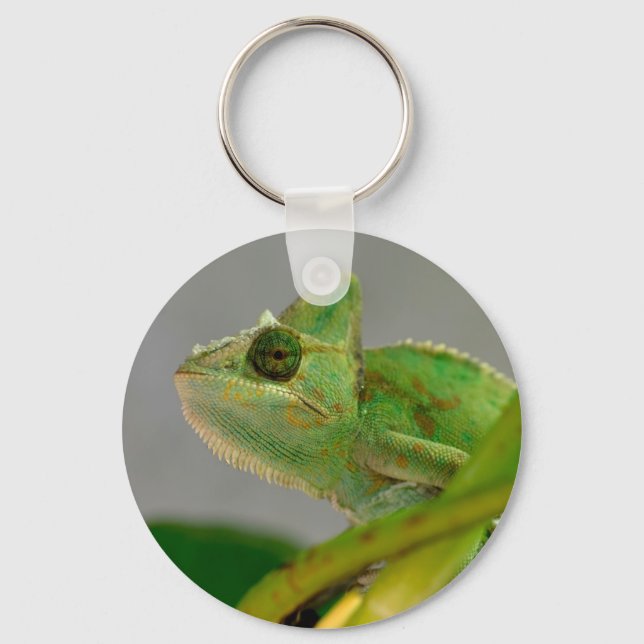 Closeup of veiled chameleon among plants postcard key ring (Front)
