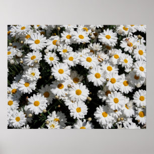 Closeup of white daisy flowers poster