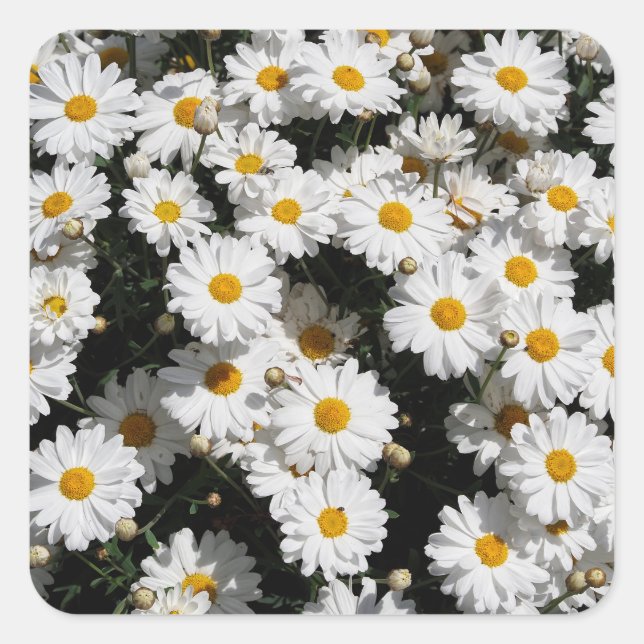 Closeup of white daisy flowers square sticker (Front)