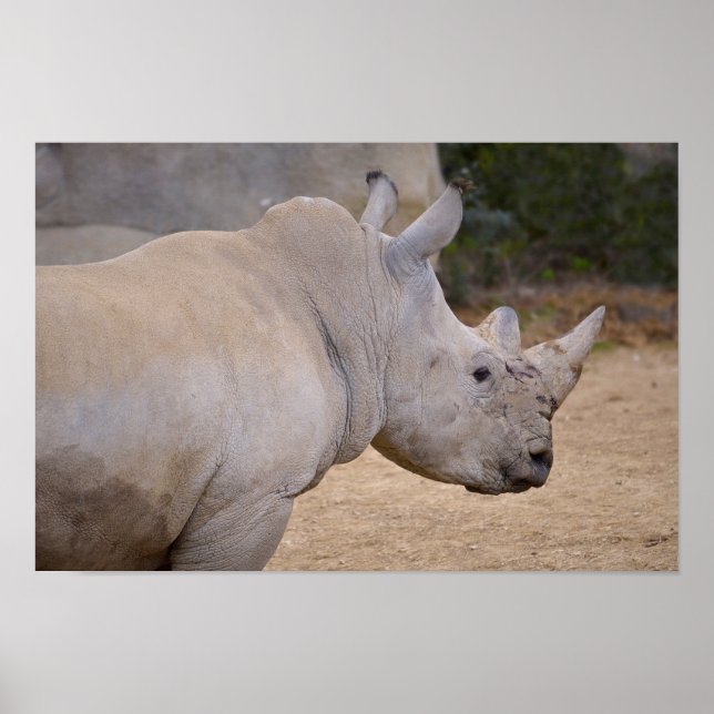 Closeup of white rhinoceros poster (Front)