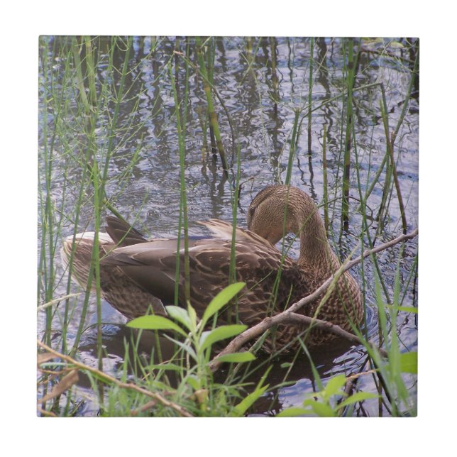 Closeup photo of a duck ceramic tile (Front)