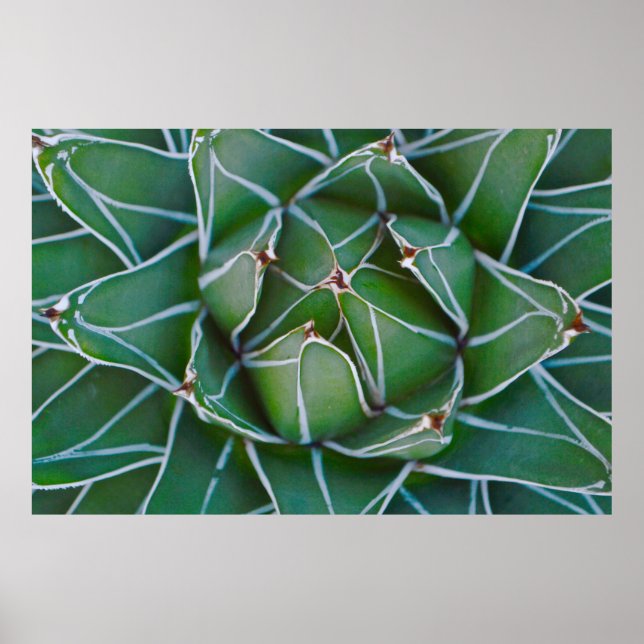 Closeup photo of green and white plant poster (Front)