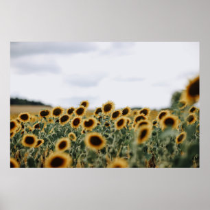 CLOSEUP PHOTO OF SUNFLOWERS POSTER