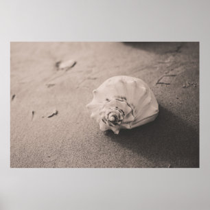 Closeup photo of white seashell on sand poster
