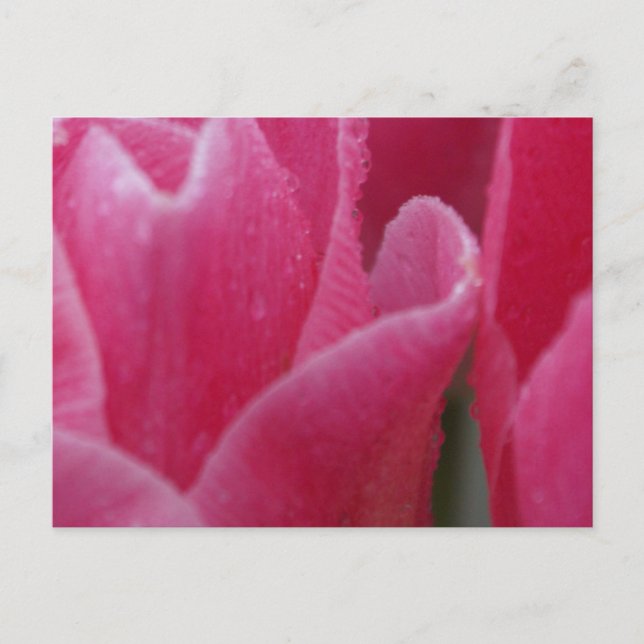 Closeup Photograph of Pink Tulips on Cards (Front)