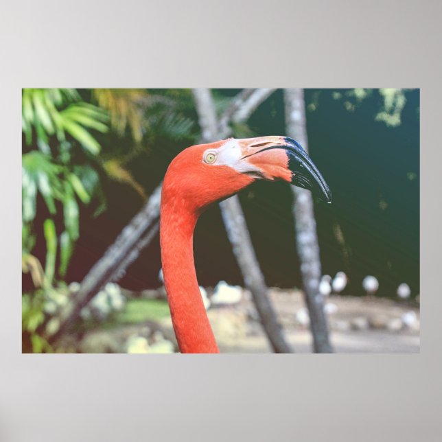 Closeup photography of red long-neck bird poster (Front)