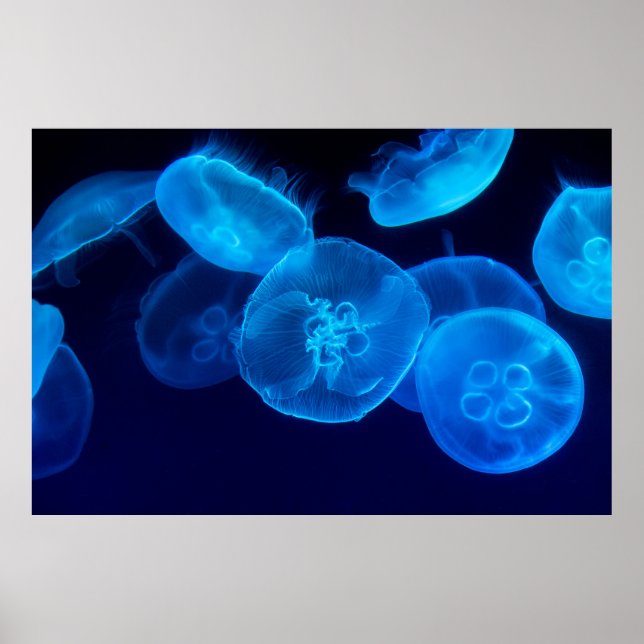 CLOSEUP PHOTOGRAPHY OF SWARM OF JELLYFISH POSTER (Front)