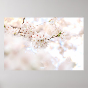 CLOSEUP PHOTOGRAPHY WHITE CHERRY BLOSSOMS POSTER