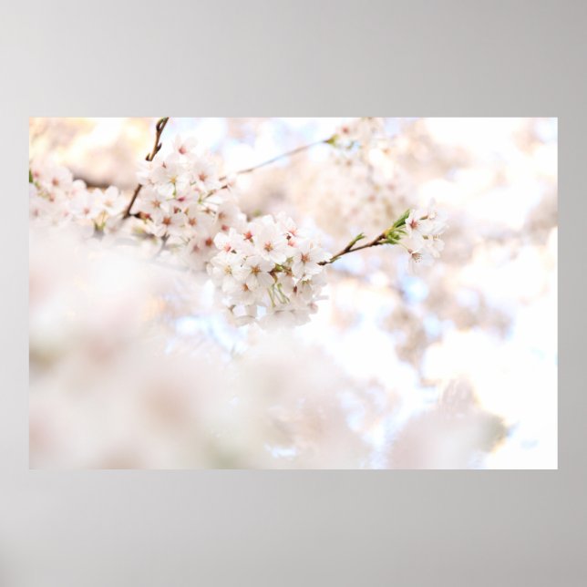 CLOSEUP PHOTOGRAPHY WHITE CHERRY BLOSSOMS POSTER (Front)