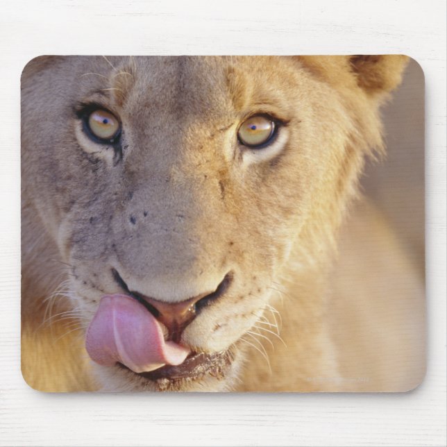 Closeup portrait of a young male lion lying mouse pad (Front)