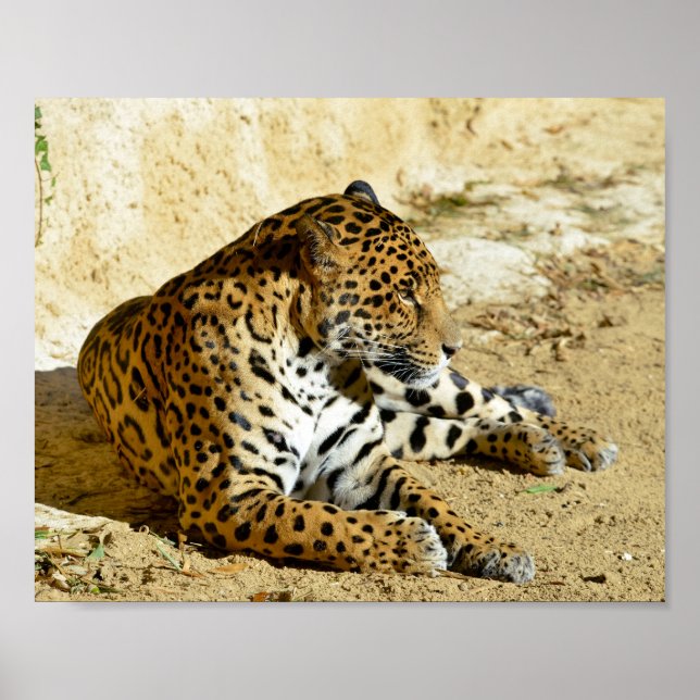 Closeup profile portrait of Jaguar lying on ground Poster (Front)