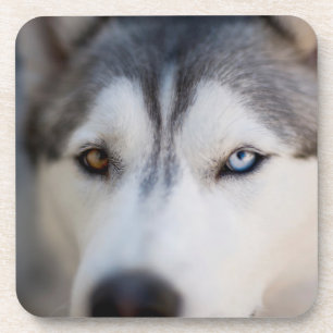 Closeup Stoic Gaze of an Alaskan Malamute Coaster