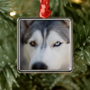 Closeup Stoic Gaze of an Alaskan Malamute Metal Ornament