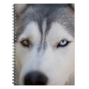 Closeup Stoic Gaze of an Alaskan Malamute Notebook