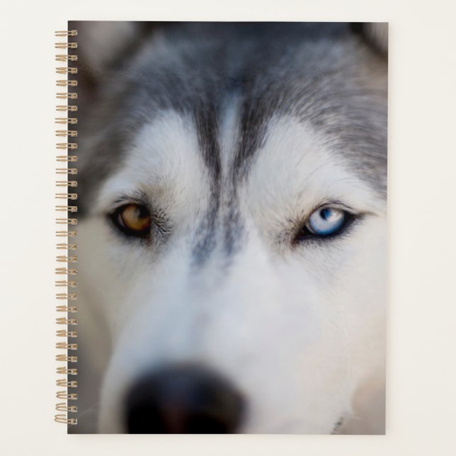 Closeup Stoic Gaze of an Alaskan Malamute Planner (Front)