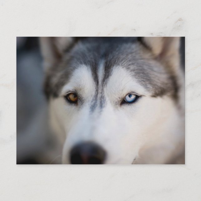 Closeup Stoic Gaze of an Alaskan Malamute Postcard (Front)