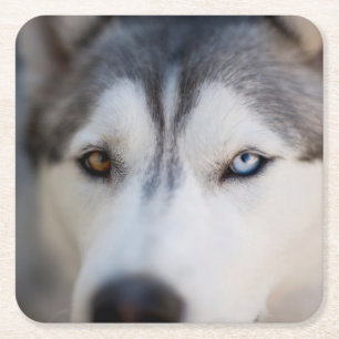 Closeup Stoic Gaze of an Alaskan Malamute Square Paper Coaster