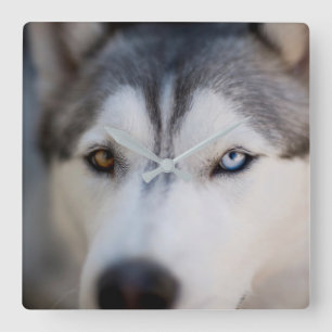 Closeup Stoic Gaze of an Alaskan Malamute Square Wall Clock