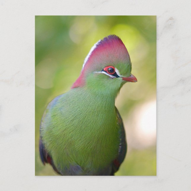 Closeup turaco of fischer holiday postcard (Front)