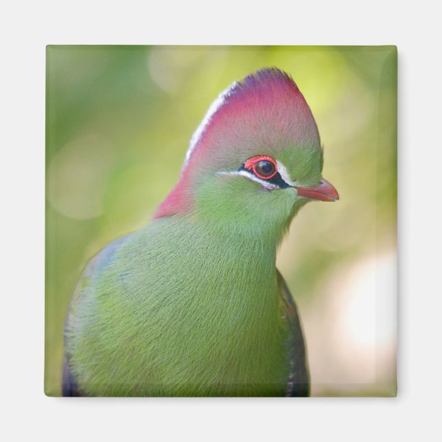 Closeup turaco of fischer magnet (Front)