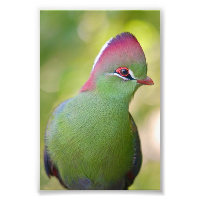 Closeup turaco of fischer photo print (Front)