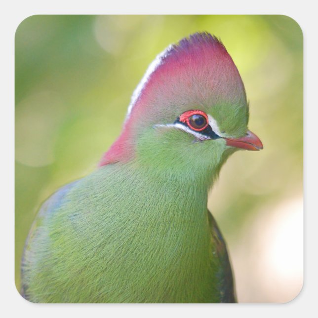 Closeup turaco of fischer square sticker (Front)