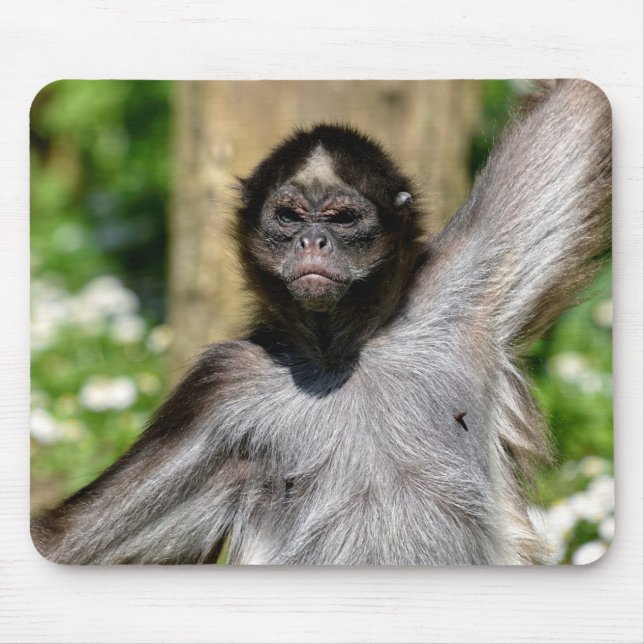 Closeup variegated spider monkey postcard metal or mouse pad (Front)