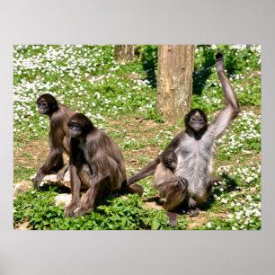 Closeup variegated spider monkey poster