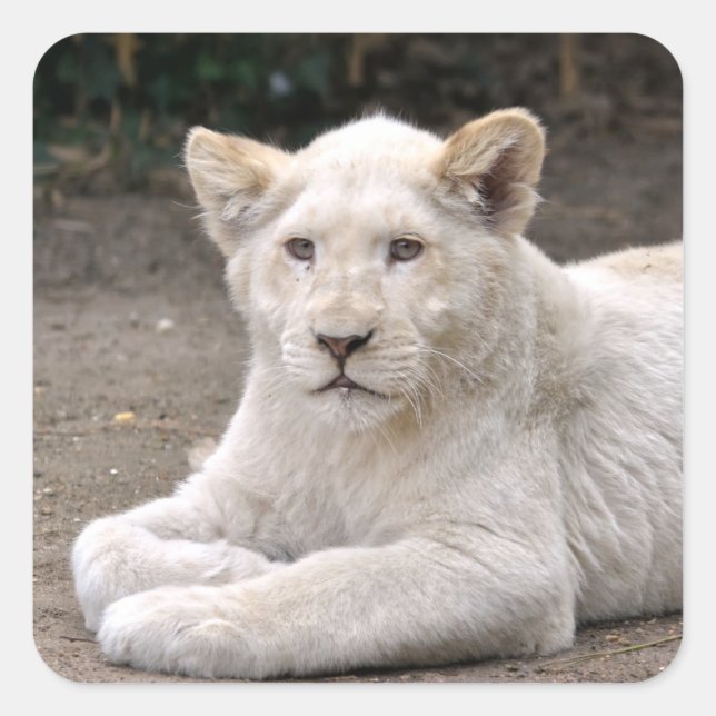 Closeup white lion cub lying on ground square sticker (Front)