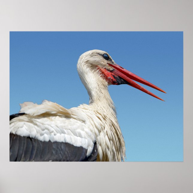 Closeup white stork poster (Front)