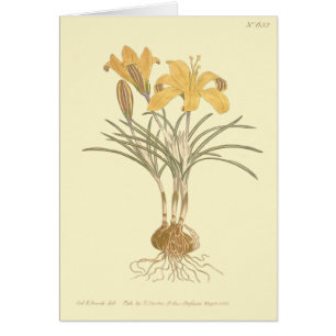 Cloth of Gold Crocus Illustration