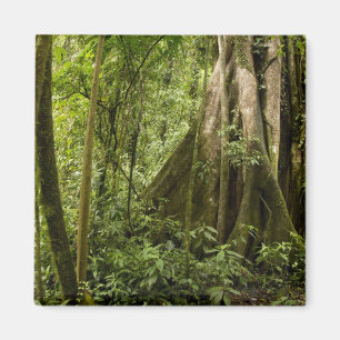 Cloud forest, Bosque de Paz, Costa Rica Magnet