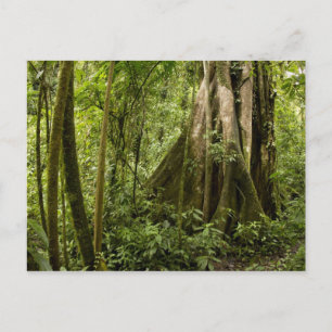 Cloud forest, Bosque de Paz, Costa Rica Postcard