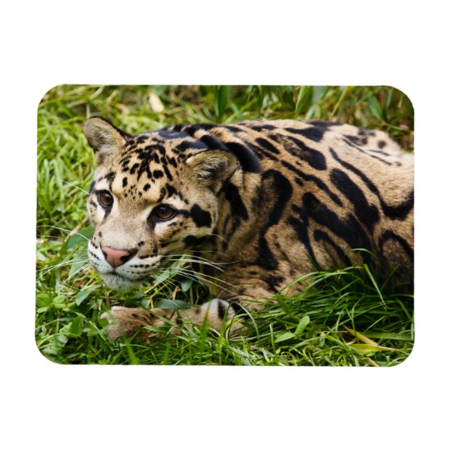 Cloud Leopard Magnet (Horizontal)