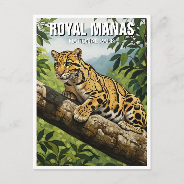 Clouded Leopard at Royal Manas National Park Postcard (Front)