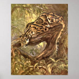 Clouded Leopard by CE Swan, Vintage Wild Animals Poster
