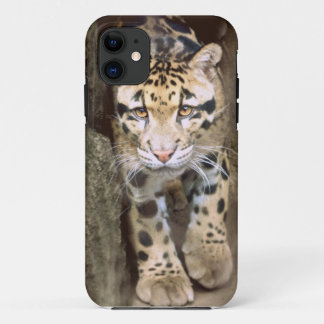 Clouded Leopard iPhone 11 Case