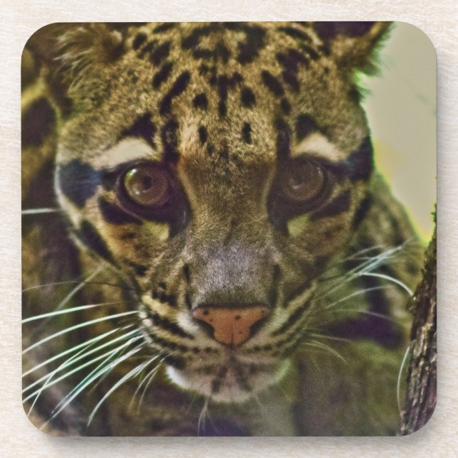 Clouded Leopard Coaster (Front)