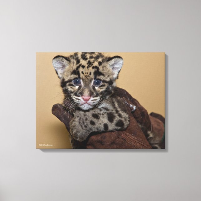 Clouded Leopard Cub Canvas Print (Front)