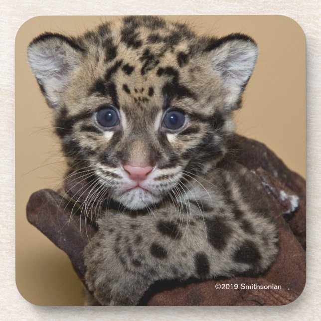 Clouded Leopard Cub Coaster (Front)