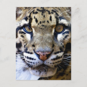 Clouded leopard detail postcard