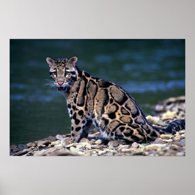 Clouded Leopard-eye contact Poster (Front)