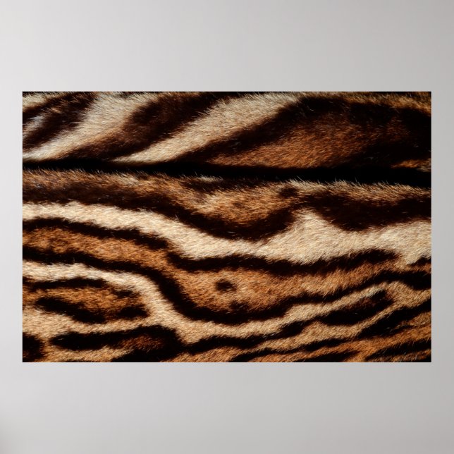 clouded leopard fur poster (Front)