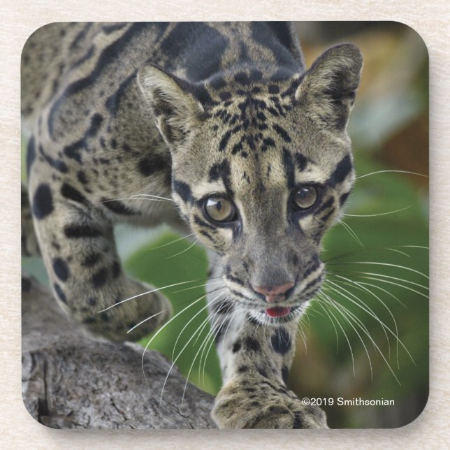Clouded Leopard on the Move Coaster (Front)