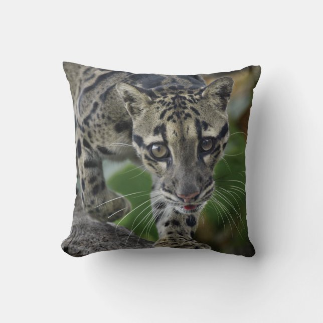Clouded Leopard on the Move Cushion (Front)