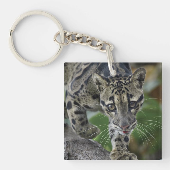 Clouded Leopard on the Move Key Ring (Front)