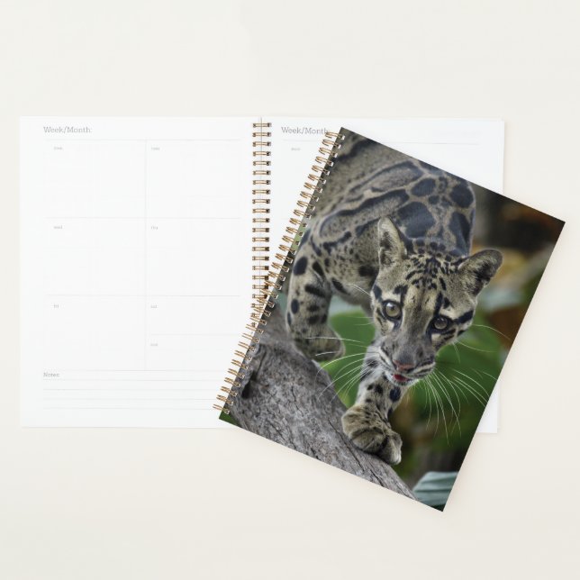 Clouded Leopard on the Move Planner (Display)