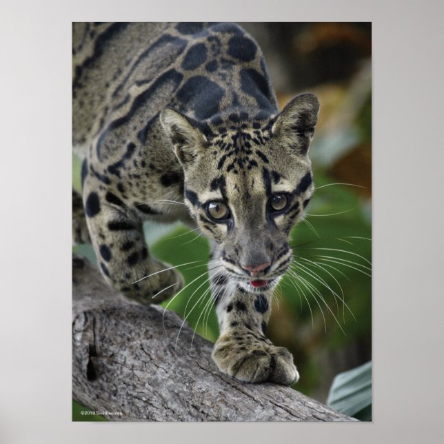 Clouded Leopard on the Move Poster (Front)