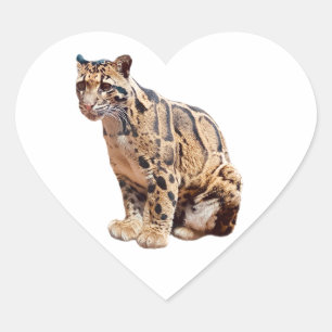clouded leopard photograph jungle big cat animal   heart sticker