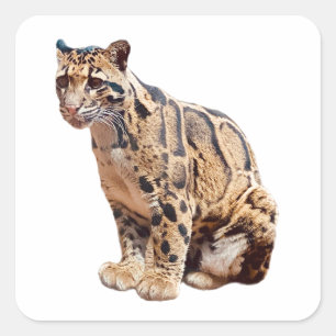 clouded leopard photograph jungle big cat animal square sticker